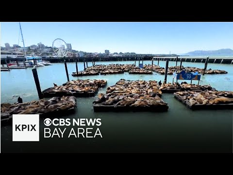 Why the sea lion population at San Francisco's Pier 39 is dramatically increasing