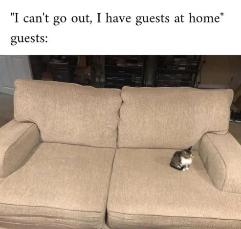 When I have guests. 11-14-2023 i cant go out i have guests at home the guests a kitten dank memes