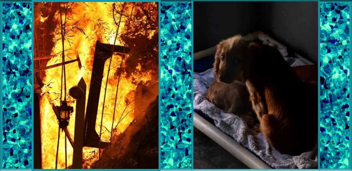 11-year-old girl dies in house fire heroically trying to save her puppies