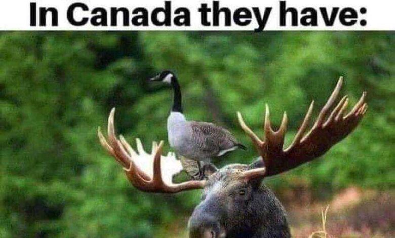 12-07-2023 goose on a moose in canada dank memes elf on a shelf