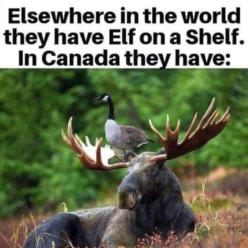 12-07-2023 goose on a moose in canada dank memes elf on a shelf