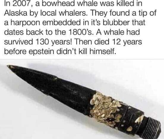 Fascinating! 2007 bowhead whale killed in alaska by local whalers harpoon tip in blubber dates back to 1800s lives 130 years epstein didnt kill himself dank memes