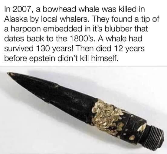 Fascinating! 2007 bowhead whale killed in alaska by local whalers harpoon tip in blubber dates back to 1800s lives 130 years epstein didnt kill himself dank memes