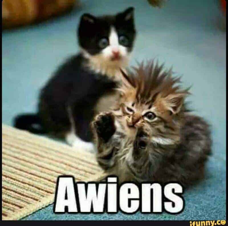 Awiens kitten aliens