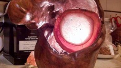 A Slice of Geode, Petrified Wood, and a Light Bulb... Fascinating stuff!