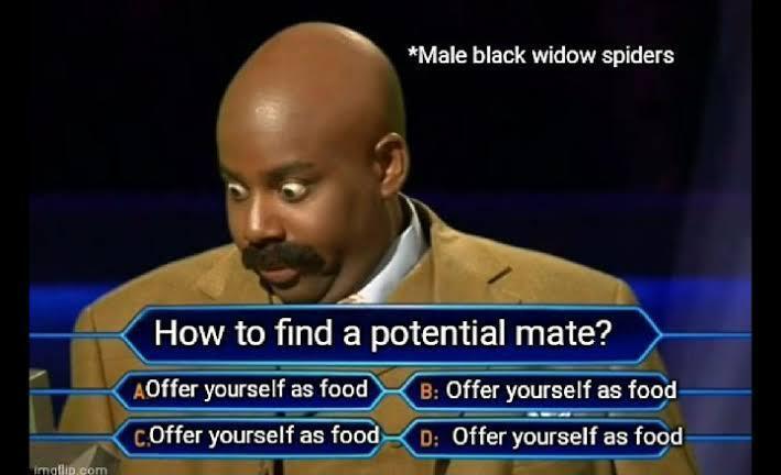 It's hard times for male black widow spiders. 4-06-2025 male black widow spiders how to find a mate offer yourself as food dank memes