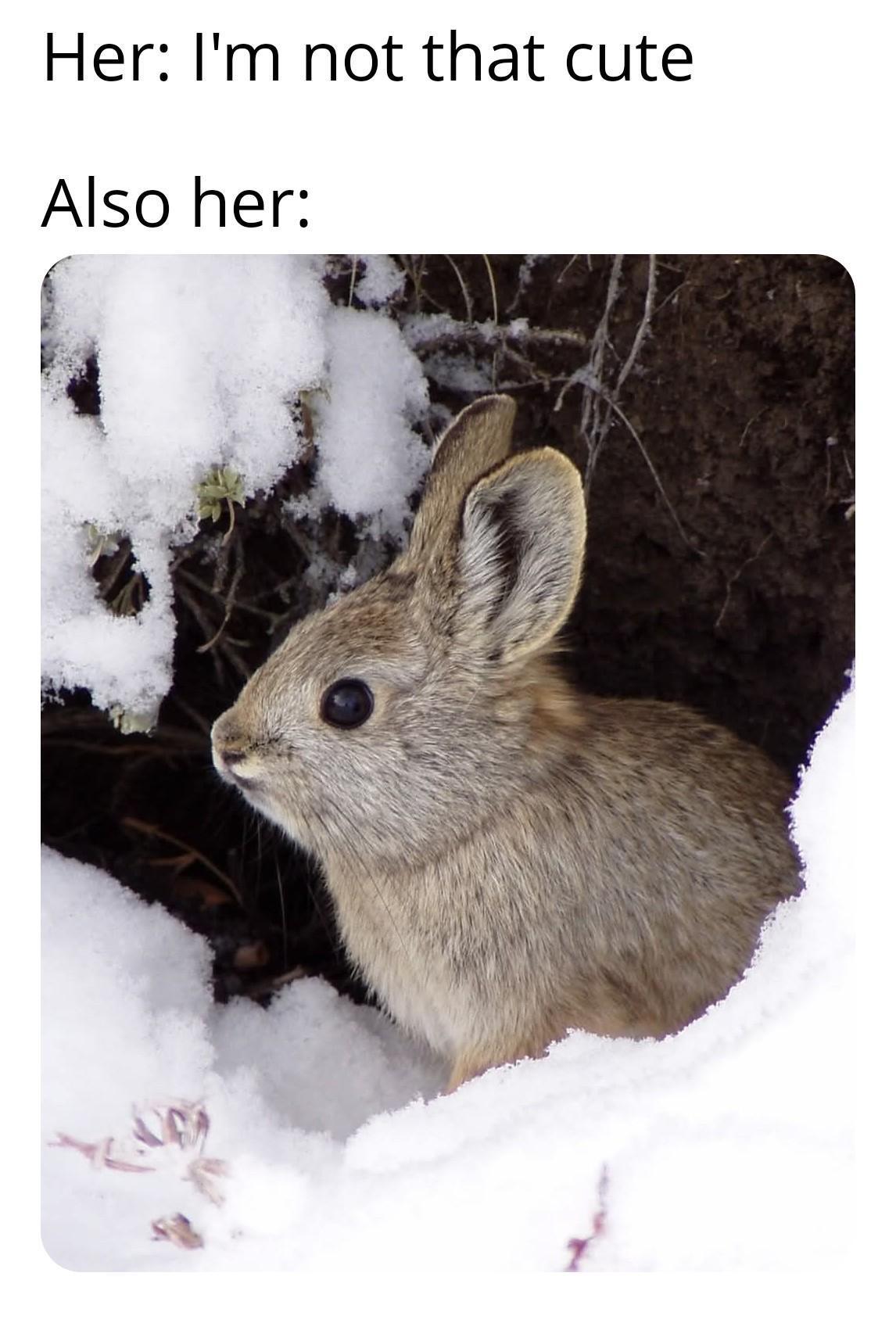 A cute cottontail rabbit peers out from a snow-covered burrow, its brown fur contrasting with the white snow. The rabbit's large, dark eyes and perked ears add to its adorable appearance. The image illustrates the meme, "Her: I'm not that cute.