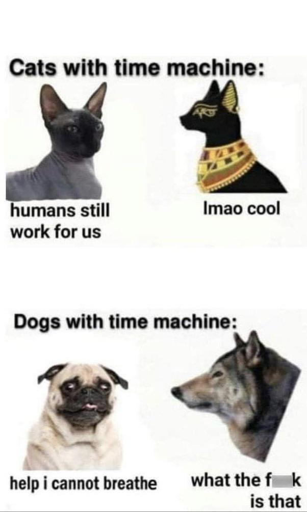 Poor pugs can't even breathe right and yet we still keep making them. 4-16-2025 cats compared to dogs time traveling dank memes