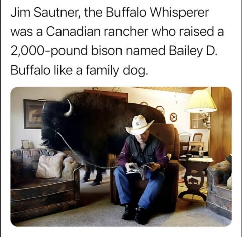 Jim Sautner, the Canadian rancher and "Buffalo Whisperer," reads a book in his living room while his 2,000-pound bison, Bailey D. Buffalo, stands nearby. The bison is chained, with a living room setting.
