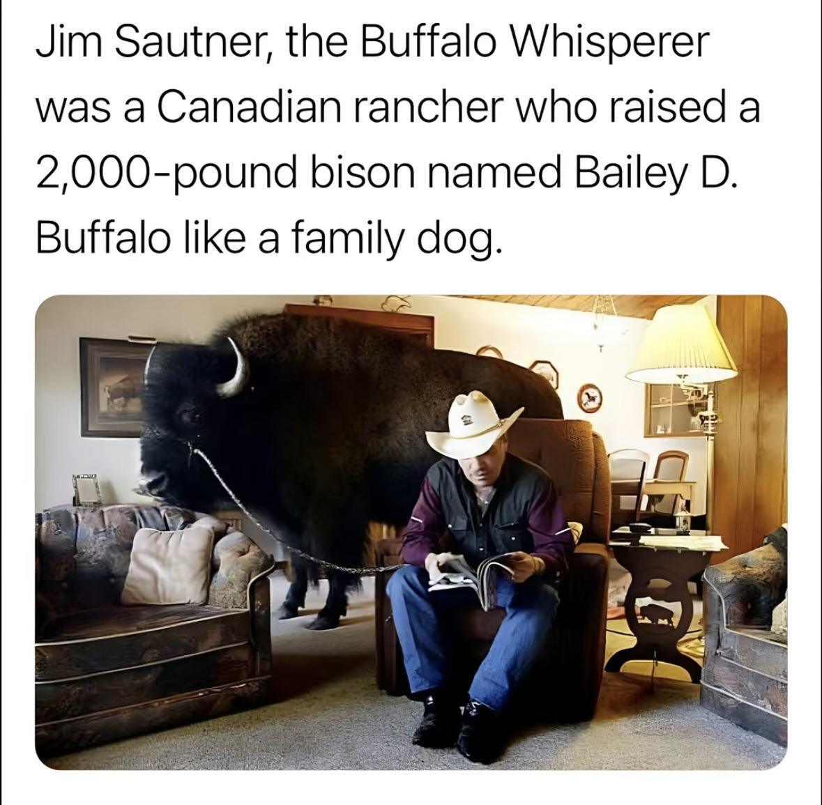 Jim Sautner, the Canadian rancher and "Buffalo Whisperer," reads a book in his living room while his 2,000-pound bison, Bailey D. Buffalo, stands nearby. The bison is chained, with a living room setting.