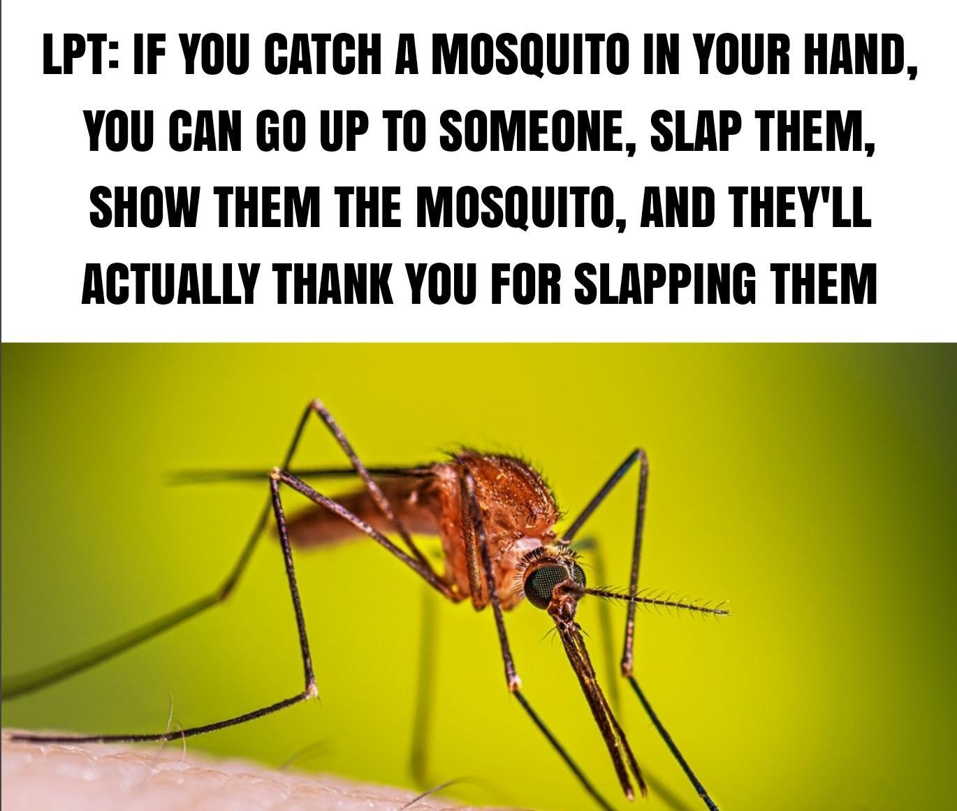 Life Pro Tip 4-17-2025 catch a mosquito in your hand and smack someone then get away with it dank memes