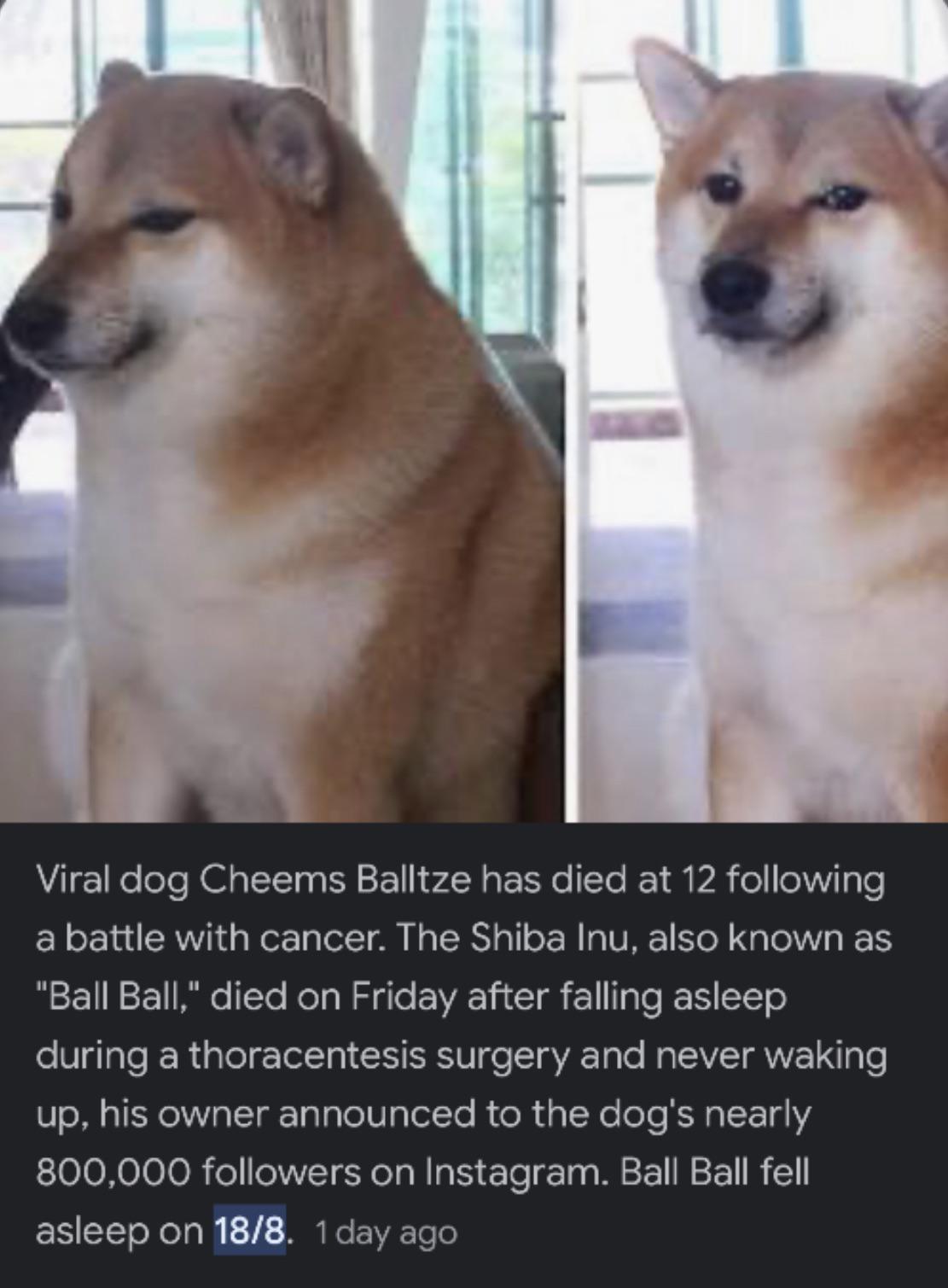 The viral Shiba Inu dog who's the face of many memes including the Bonk Doggo... has died after a battle with cancer. May the doggo RIP. 8-21-2023 viral dog cheems balltze dies from cancer bonk doggo dank memes