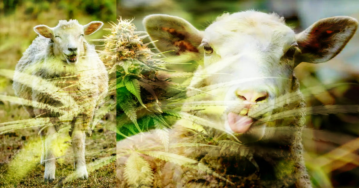 A flock of sheep binge on 600 pounds of marijuana, ‘They found green stuff to eat’