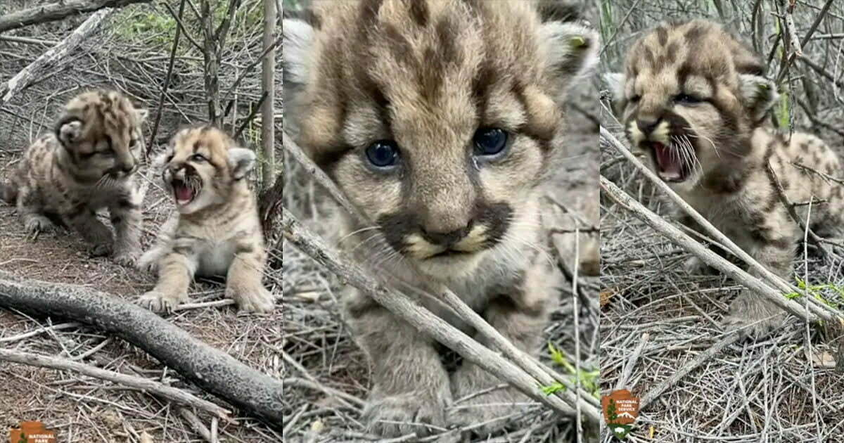 The people who left comments on the video conveyed their fondness for the small felines and their strong determination. The feline duo consists of a striped cat and another adorned with spots. (Santa Monica Mountains National Recreation Area) Baby mountain lion cubs try to scare scientists away... by purring