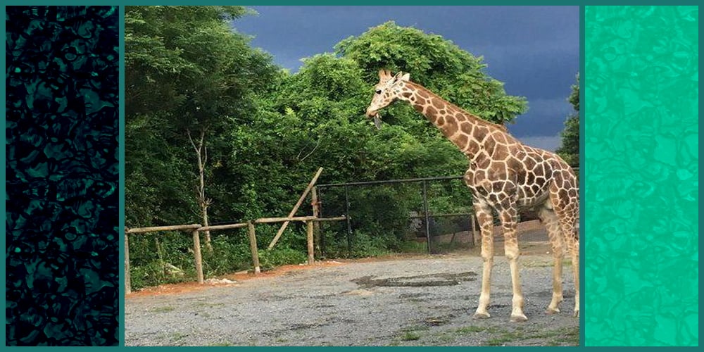Barn fire kills giraffes in suburban D.C. zoo