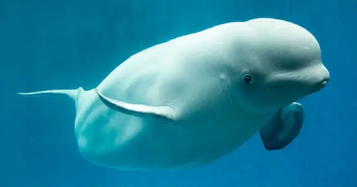 Beluga Whales may be jiggling their melons to communicate