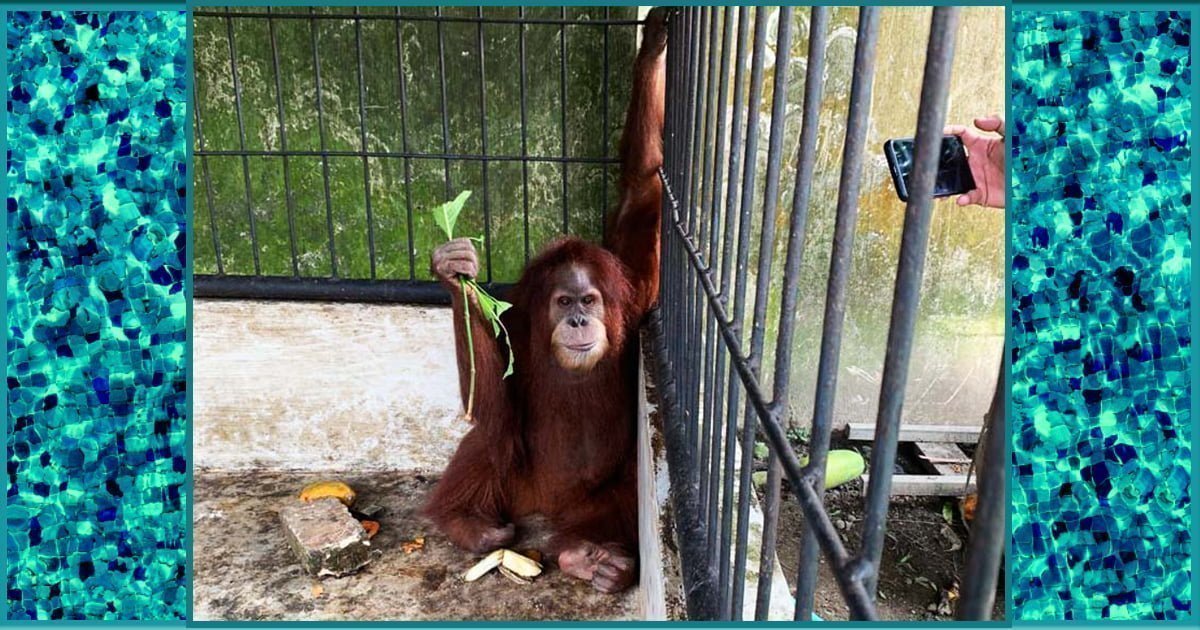 Photos: Caged protected species orangutan and more found in raid of Indonesian politician’s home