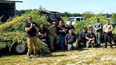 A group of law enforcement officers pose with a large amount of harvested hemp, loaded onto trailers. The officers are in a field on a sunny day, likely after a drug bust, but it was a police error. This is a Jasper Police weed bust mistake.
