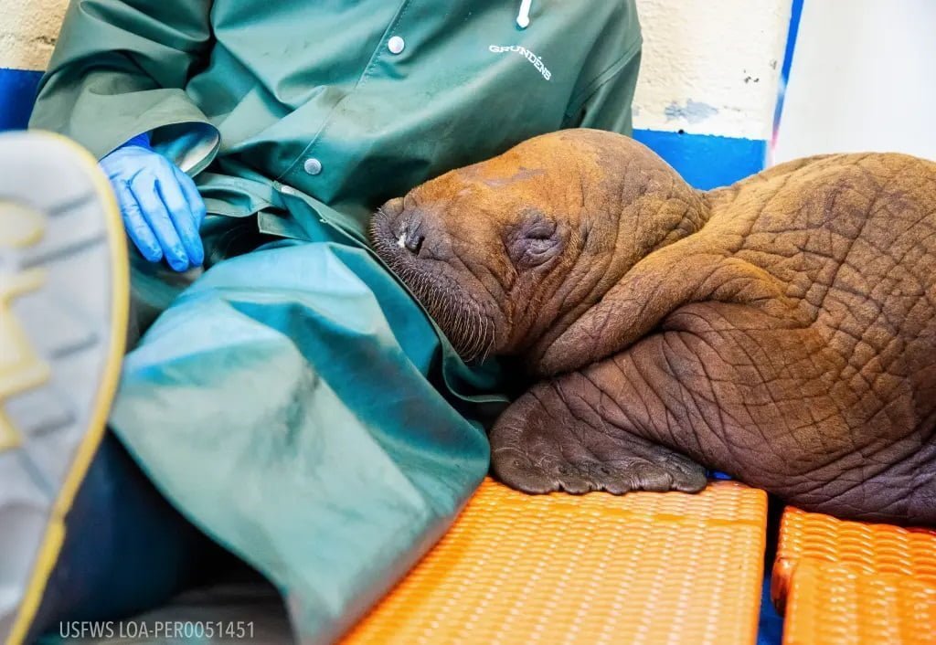 The baby walrus has been responsive to being cared for by humans. (AP Photo) Cuddle cure - A baby walrus is being constantly cuddled to stay alive