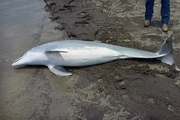 Dead dolphin found on Louisiana beach with ‘bullets lodged’ in brain, spine, and heart The dolphins body contained numerous bullets.