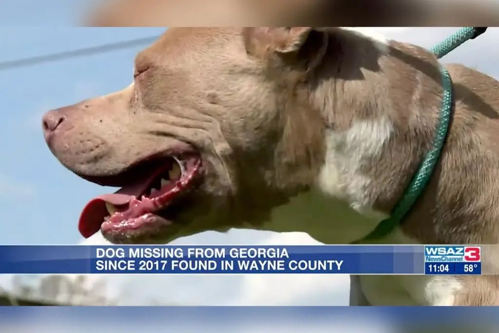 Dog missing for six years found 470 miles away from home