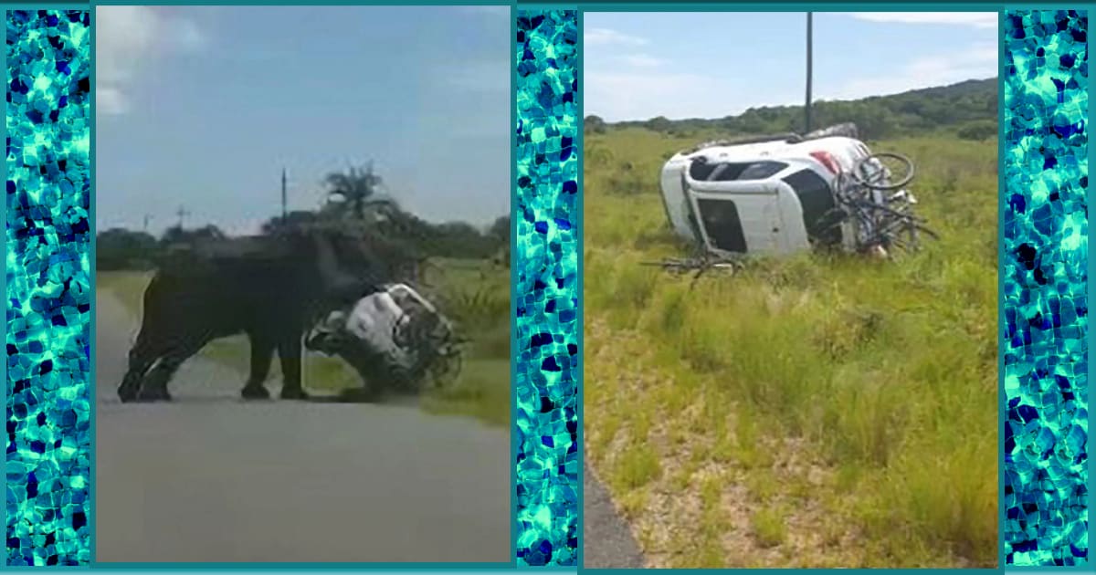 Elephant flips over car with family in it at South African nature park