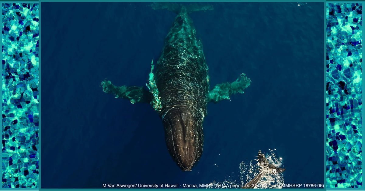 Entangled humpback whale in Maui set free from marine debris