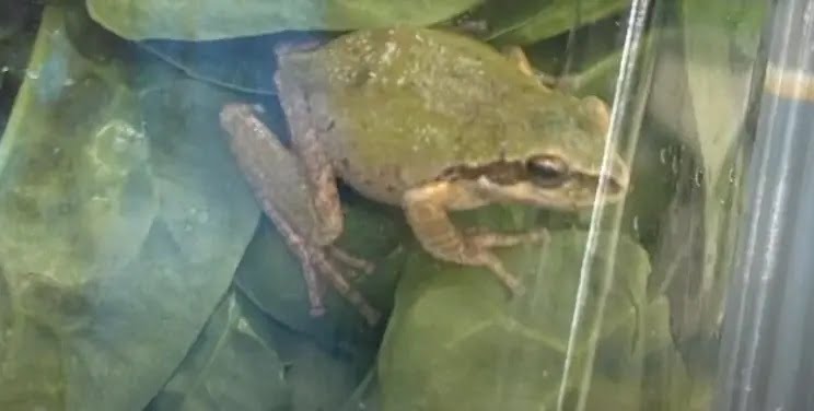 The Pacific tree frog, originating from California, blended into the spinach and was moving around still alive. (FOX2 Detroit) Family finds live frog in unopened package of ‘triple washed’ organic spinach