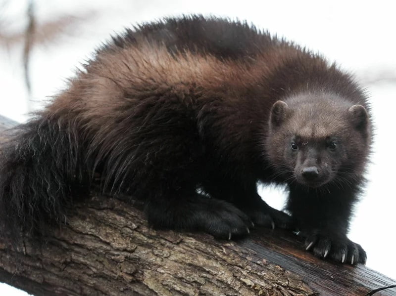 First Wolverine Sighting Outside of Its Usual Habitat in 30 Years