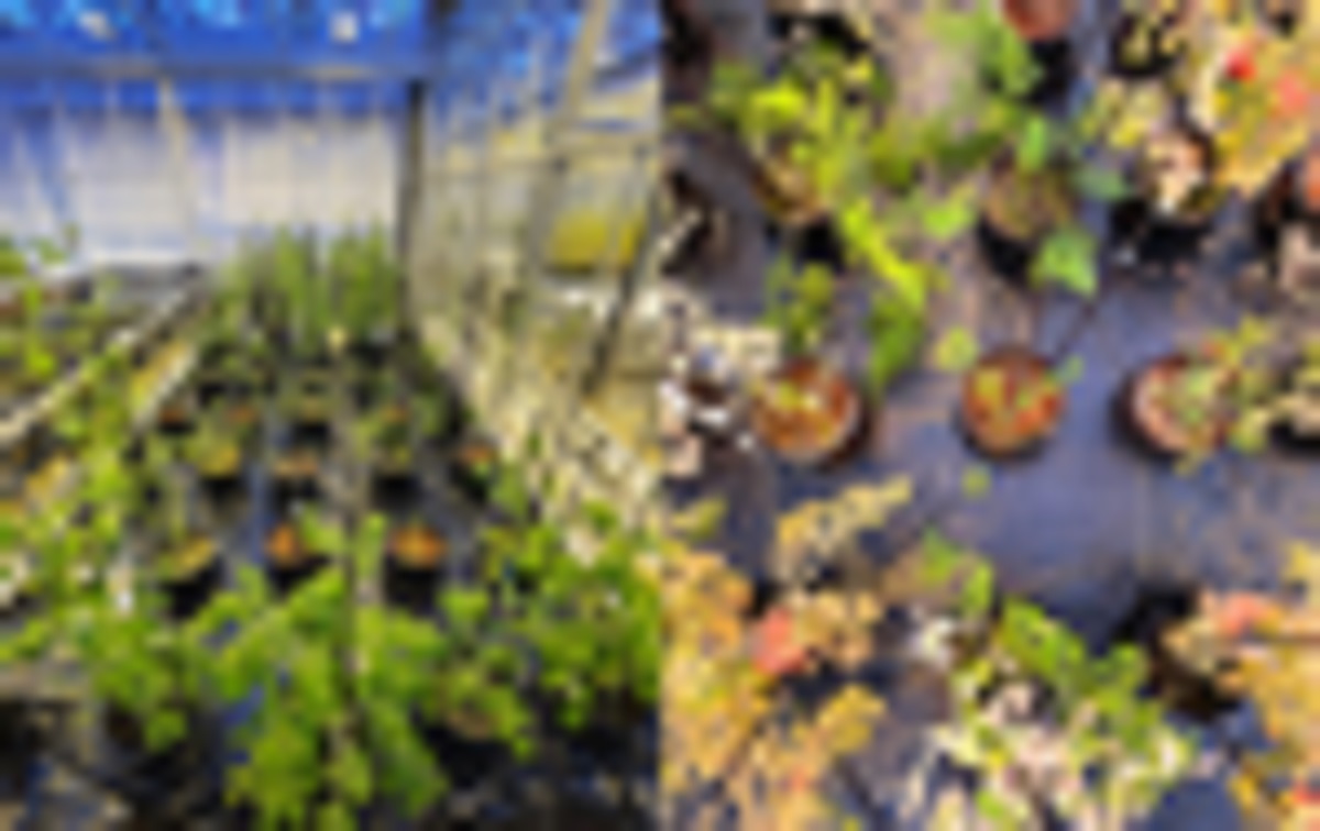 Future farms on Mars could receive a boost from intercropping Experimental setup in a greenhouse on the left side. Containers filled with Mars, sand, and Earth substrates. (Right) (Wageningen University & Research /Rebeca Gonçalves)