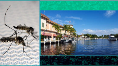 Genetically modified mosquitoes are being released in Florida