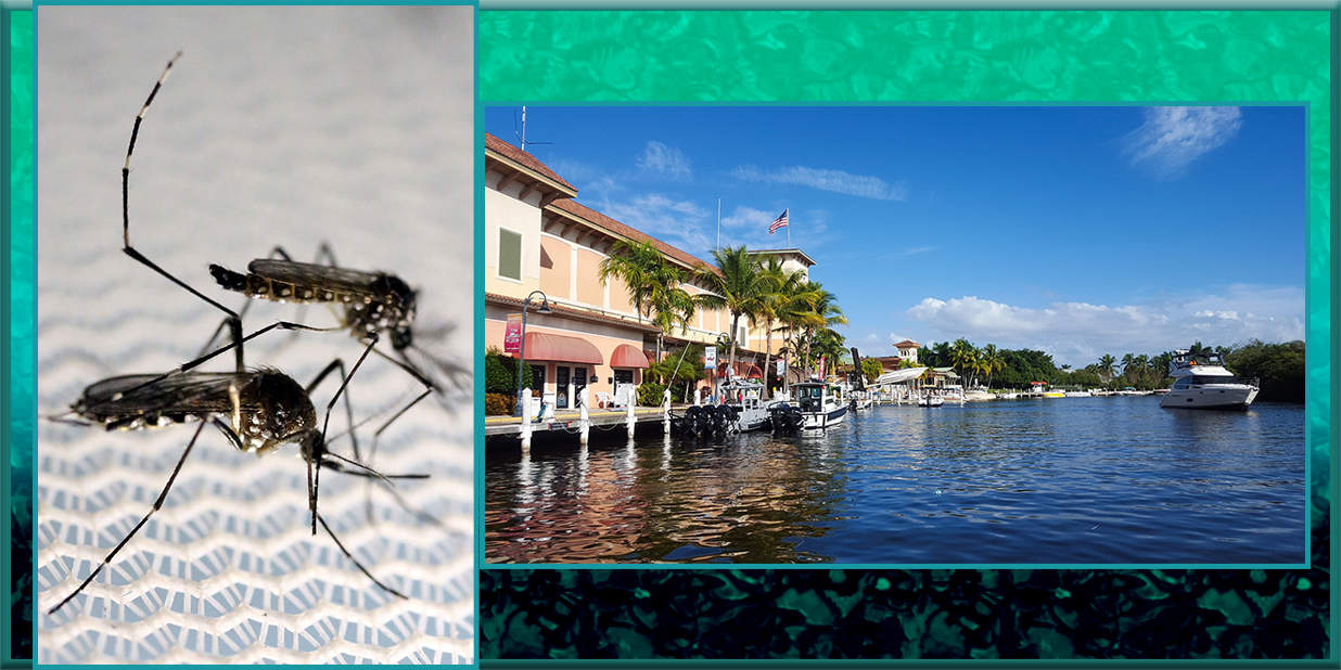 Genetically modified mosquitoes are being released in Florida