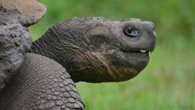 Giant tortoises in Galapagos are restoring their own ecosystem