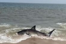 Heart-pumping video shows rescuers save a beached great white shark on Nantucket beach The rescue was a testament to the kindness and courage of strangers