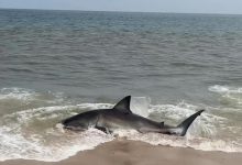 Heart-pumping video shows rescuers save a beached great white shark on Nantucket beach The rescue was a testament to the kindness and courage of strangers