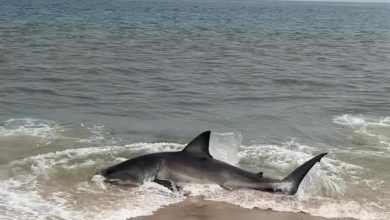 Heart-pumping video shows rescuers save a beached great white shark on Nantucket beach The rescue was a testament to the kindness and courage of strangers