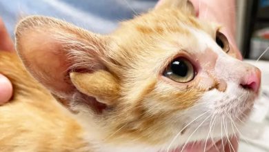 tennessee kitten with four ears extremely rare genetic mutation