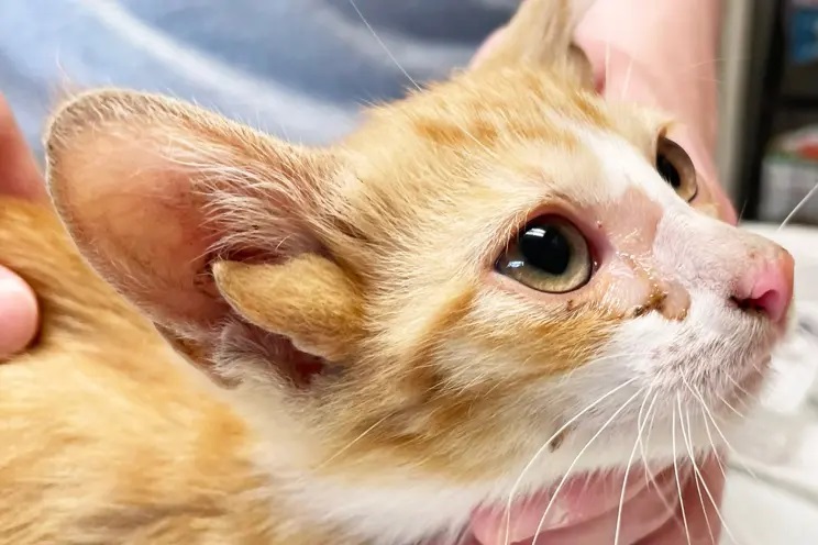 tennessee kitten with four ears extremely rare genetic mutation