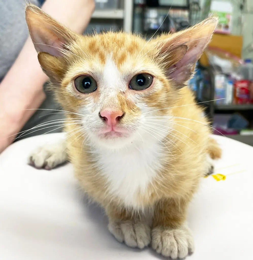 tennessee kitten with four ears extremely rare genetic mutation