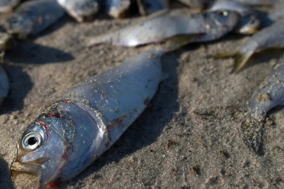 Liquid nitrogen fertilizer spill kills almost 750K fish in Iowa river