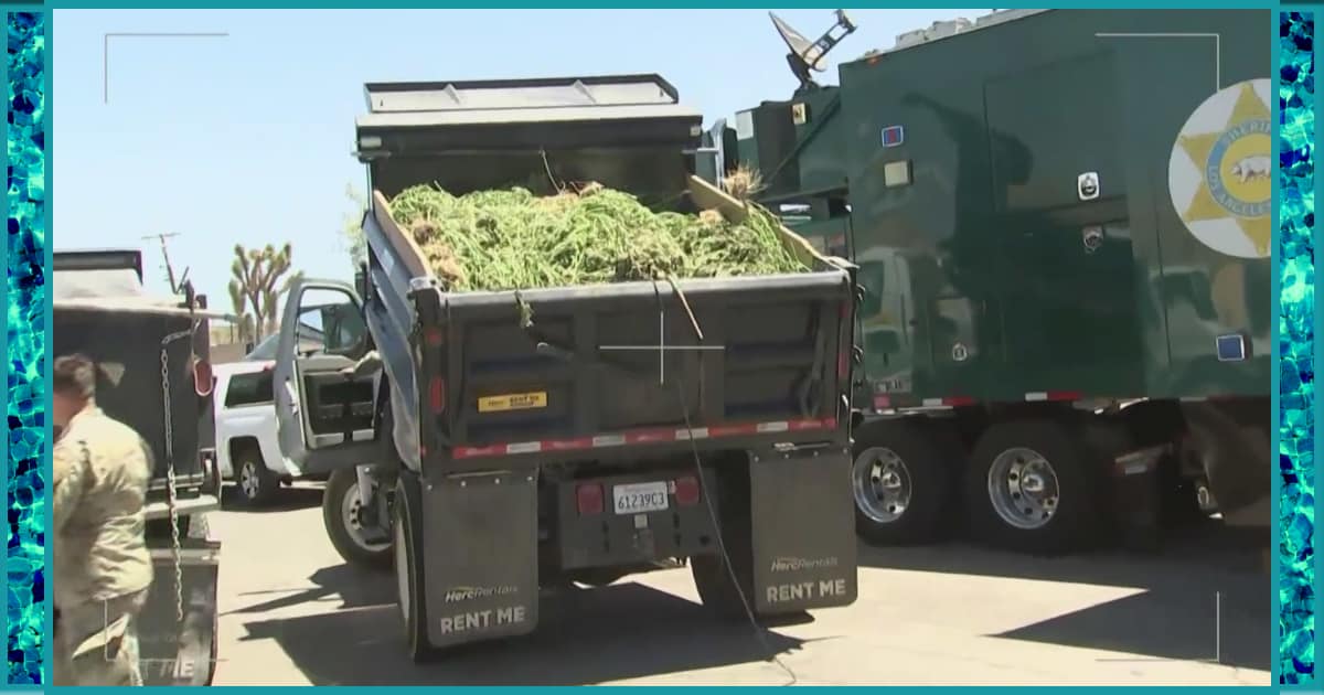 Los Angeles County authorities seize $1 billion worth of just some weed in historic takedown