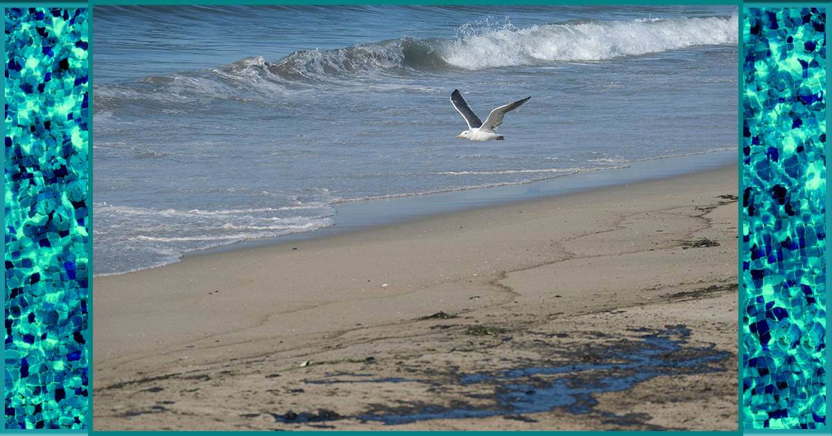 Major Southern California Oil Spill Defiles Beaches, Wreaks Havoc on Wildlife