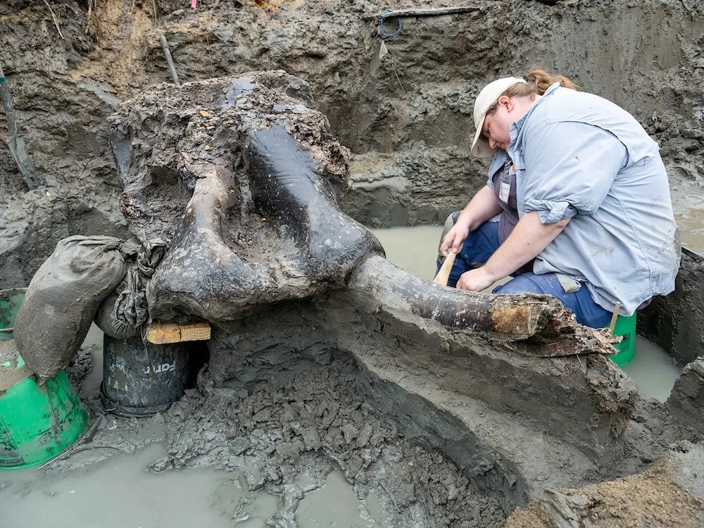 Veronica Mraz, an archaeologist specializing in research at the Office of the State Archeologist at the University of Iowa, is methodically and attentively uncovering the mastodon skull.