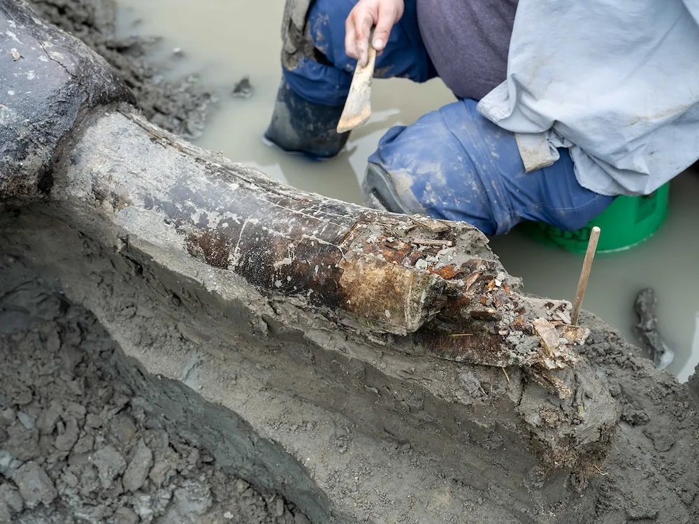 After a span of 13,600 years, parts of the mastodon tusk have deteriorated and worn down.