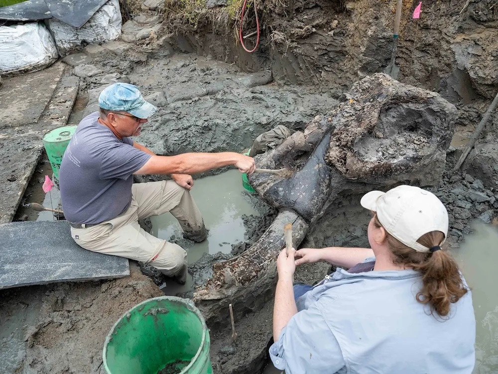 Doershuk gestures towards the location where the mastodon's trunk would have connected to the skull through sizable muscles.