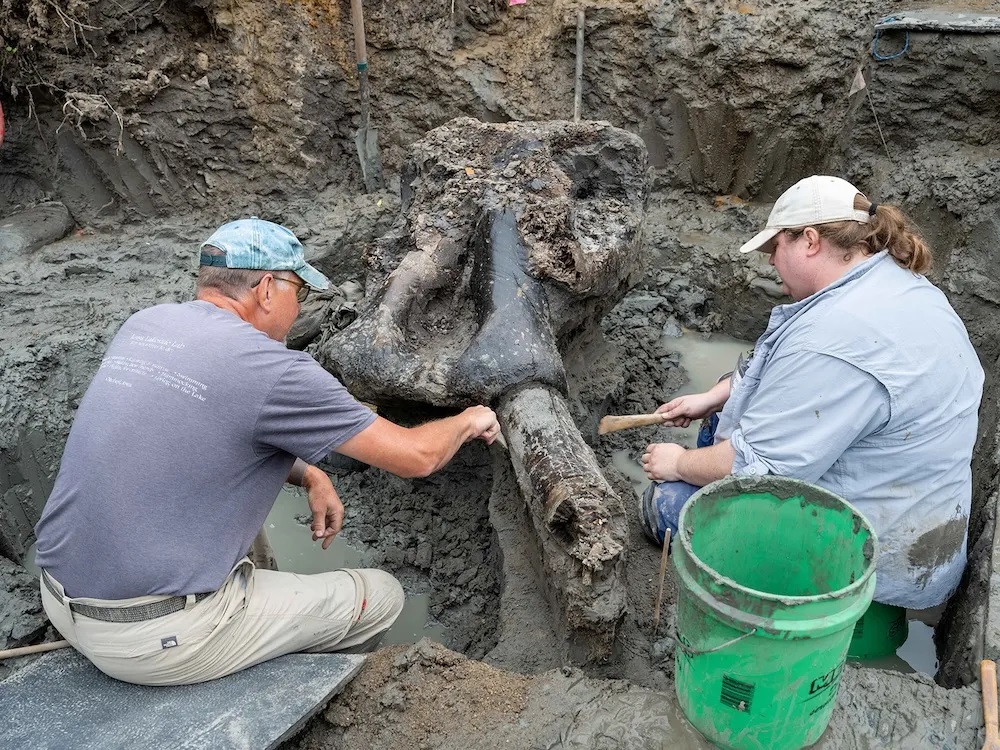 Doershuk and Mraz excavate the sediment around the mastodon tusk.