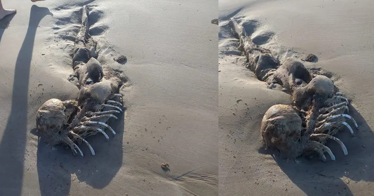 Mystery ‘extraterrestrial’ creature baffles scientists: Looks ‘Exactly like a mermaid’