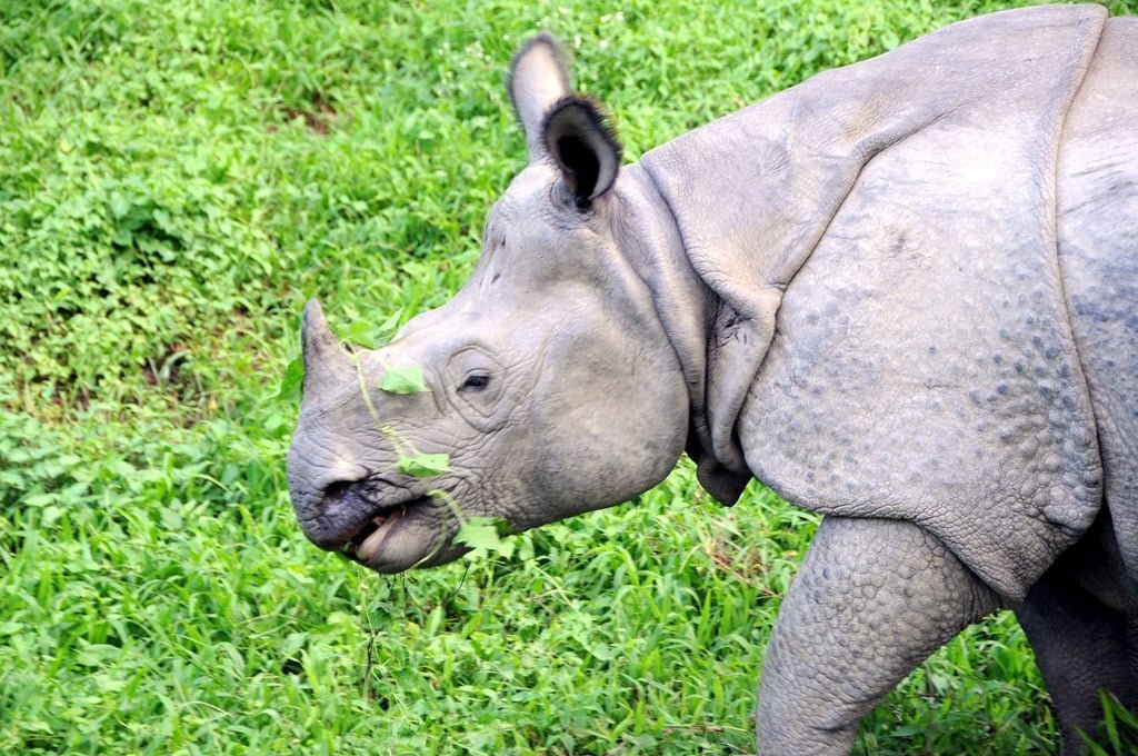 Nepals rhinos are eating plastic waste study finds