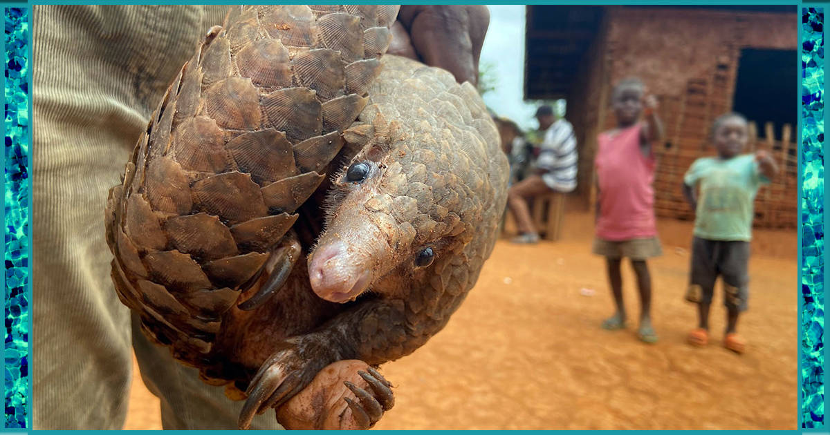 Nigeria seizes scales from 15,000 dead pangolins