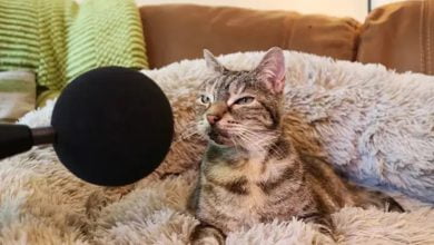 Noisy cat sets new Guinness World Record for loudest (living) domestic cat purr, as loud as a tea kettle boiling
